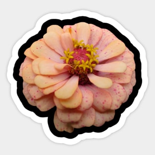 coral color flower, blooming flowers, blossom, garden Sticker